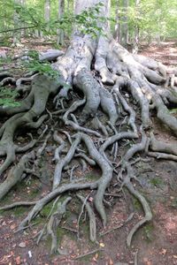 Tree trunk in forest