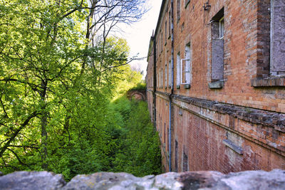 View of trees in forest