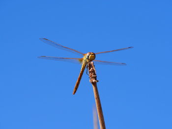 Low angle view of dragonfly on stick against clear blue sky