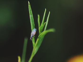 Close-up of insect on leaf