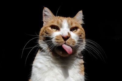 Close-up portrait of a cat