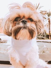 Close-up portrait of a dog