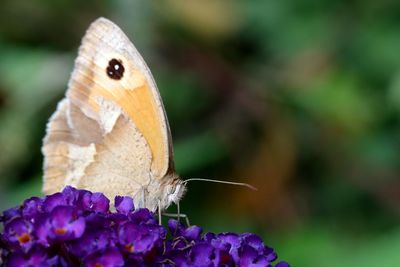 Close-up of butterfly on purple flower