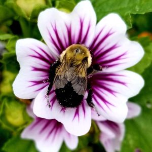 Close-up of honey bee pollinating on purple flower