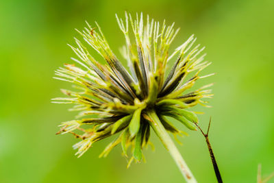 Close-up of green plant