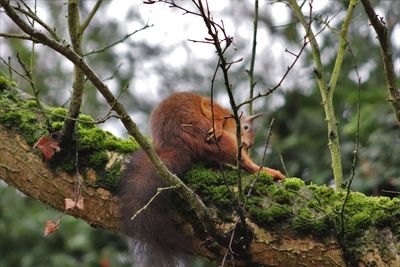 Close-up of monkey on tree in forest