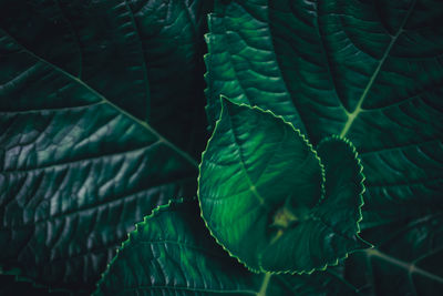 Full frame shot of fern in forest