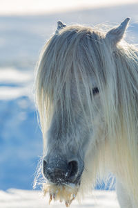 Close-up of a horse