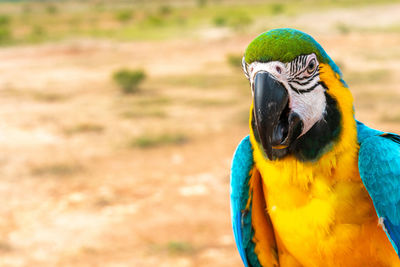 Close-up of a parrot