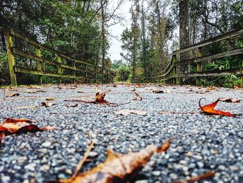 Fallen leaves on road in forest