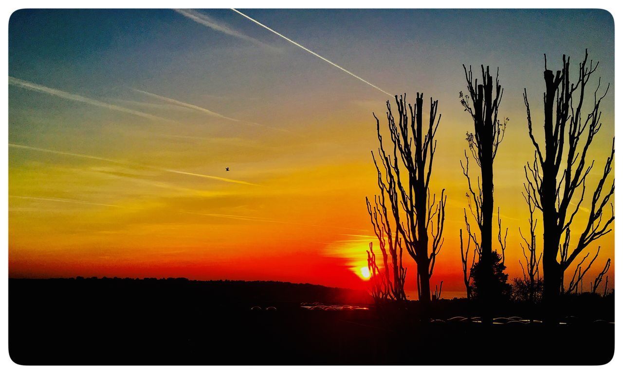 SILHOUETTE PLANTS AGAINST ORANGE SKY