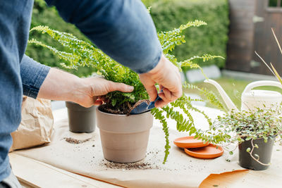 A male gardener transplants home plants into ceramic pots. the concept of home gardening 