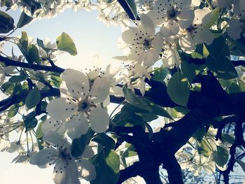 Close-up of white flowers