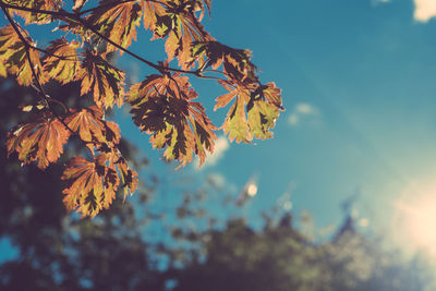 Low angle view of autumn tree branch against sky