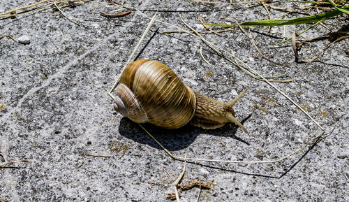 High angle view of snail