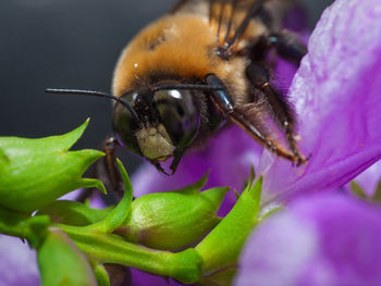 Close-up of bee on purple flower
