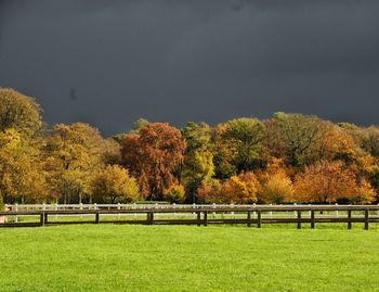 Trees on grassy field