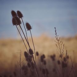 Close-up of stalks on field against sky