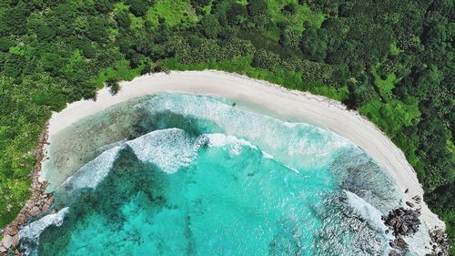 Aerial view of trees by beach 
