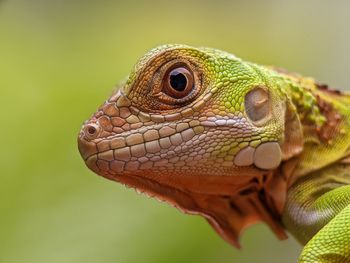 Close up of lizard iguana