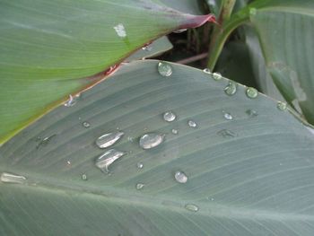 Full frame shot of wet leaf