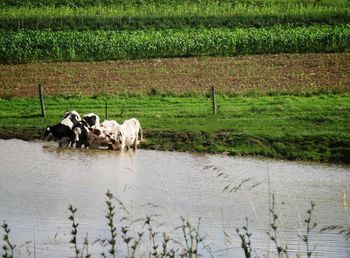 Horses in a field