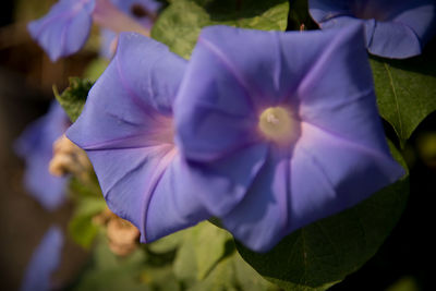 Close-up of purple flower blooming outdoors