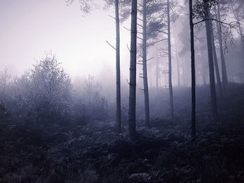 Trees in forest