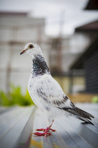 Close-up of seagull perching on a wall