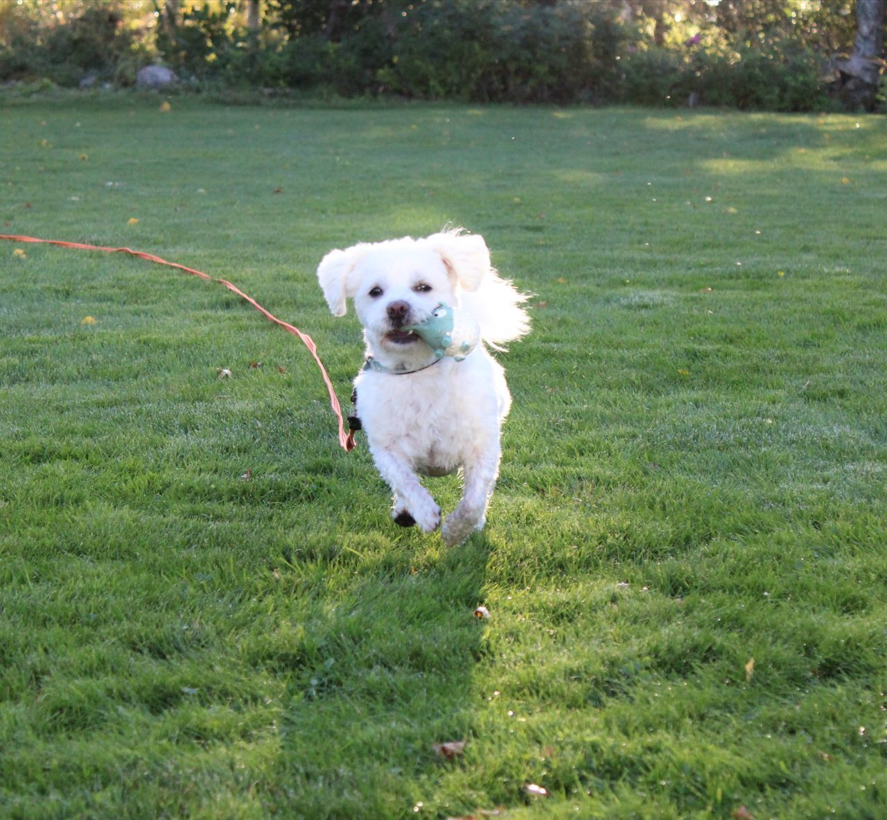 DOG RUNNING IN FIELD