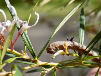 Close-up of insect on flower