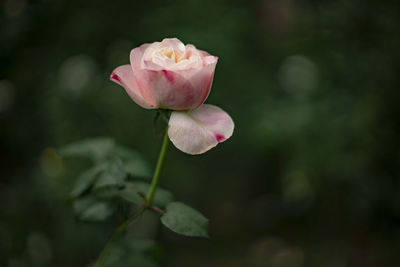 Close-up of pink rose