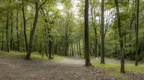 Scenic view of forest