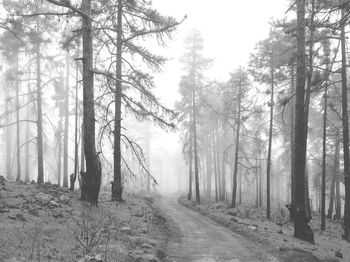 Road passing through forest
