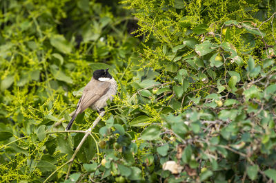 Bird perching on a tree