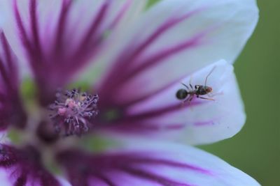 Close-up of insect on purple flower