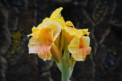 Close-up of yellow rose flower