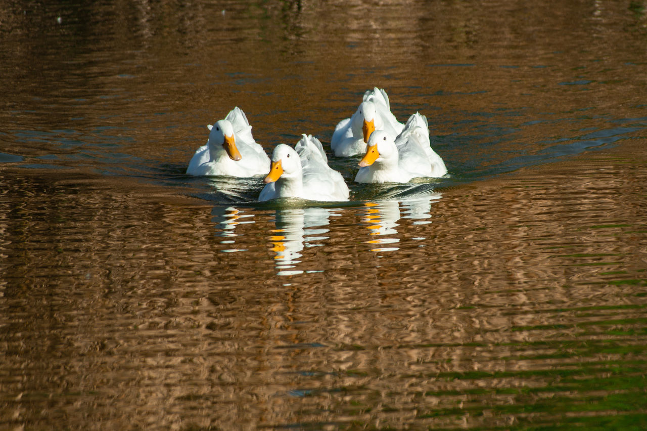 BIRDS IN LAKE