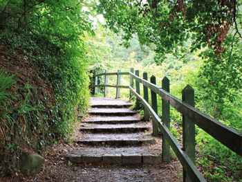 Steps leading towards gate in forest