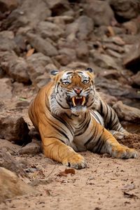 The angry young male tiger