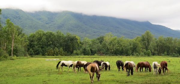 Horses grazing in a field