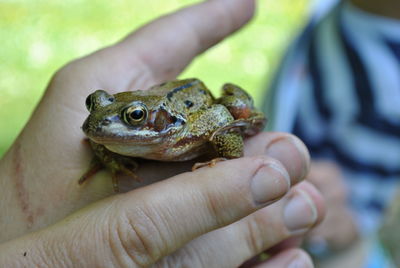 Close-up of hand holding frog