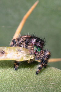 Close-up of spider