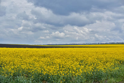 Scenic view of oilseed rape field against cloudy sky