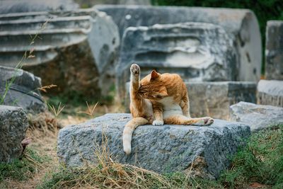 Cat relaxing on rock