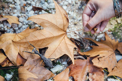 Cropped image of person hand holding dry maple leaves by praying mantis during autumn