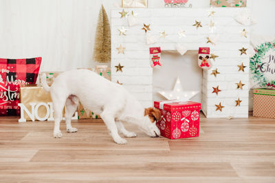 Jack russell dog smelling presents red box over christmas decoration at home or studio. christmas