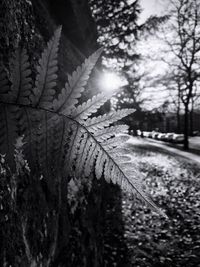 Trees in the dark