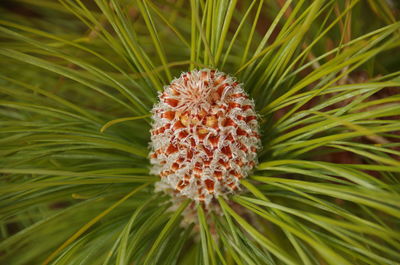 Close-up of flower