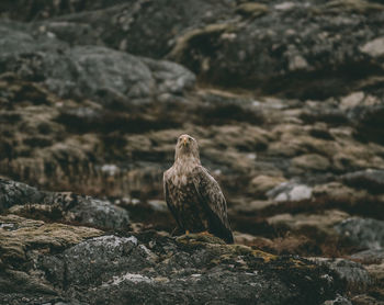 Bird perching on rock